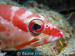 Blacktip grouper , Canon S70 with Macro Lens by Beate Krebs 